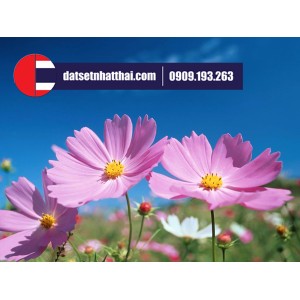 Hoa đất sét Cúc Peru Cosmos clay flower