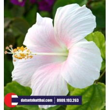 Hoa đất sét Dâm Bụt - Bông Bụp Rosemallow Hibiscus clay flower