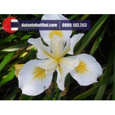Hoa đất sét diên vỹ Iris clay flower